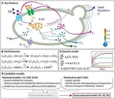 Saccharomyces cerevisiae and S. kudriavzevii Synthetic Wine Fermentation Performance Dissected by Predictive Modeling